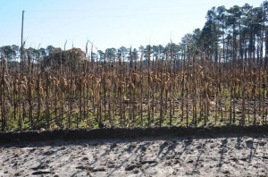 Orton Crops