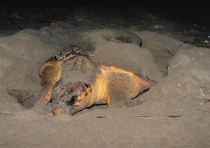 Ocean Isle Turtle Watching
