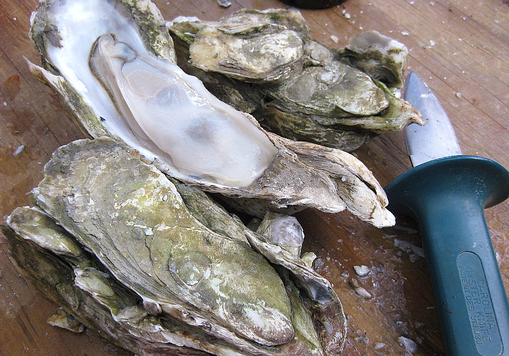 Oysters