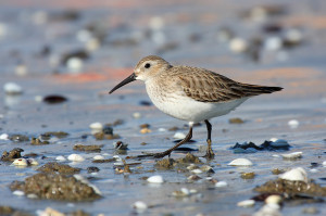 Guided Beach Walk