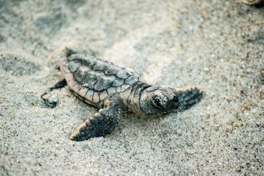 Ocean Isle Beach Sea Turtles