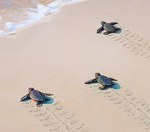 Support the Ocean Isle Beach Sea Turtle Protection Organization