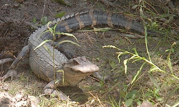 Alligator Sanctuary at Ocean Isle Beach
