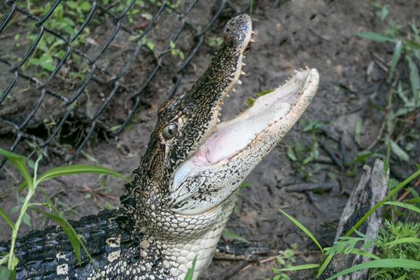 Alligator Sanctuary at Ocean Isle Beach Swamp Park