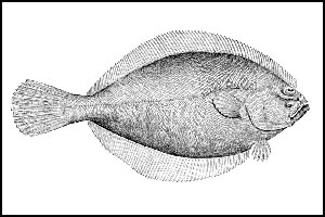 Flounder