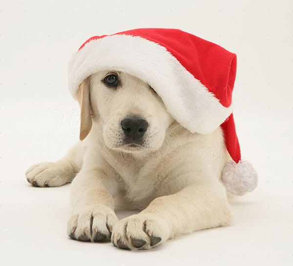 Holden-Beach-Sandy-Paws-Parade