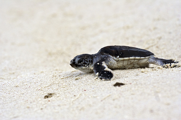 Ocean Isle Beach Sea Turtle Protection Organization