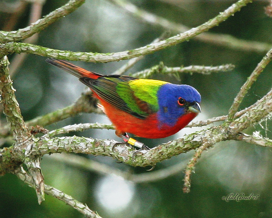 Painted Bunting