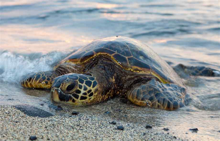 20 Facts About Sea Turtles